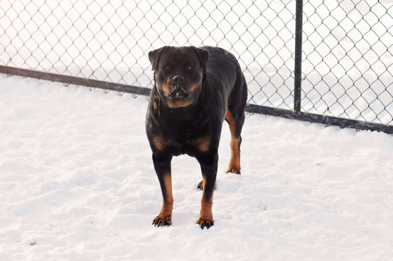 Beautiful Rottweiler female posing. Beautiful Rottweiler female posing.