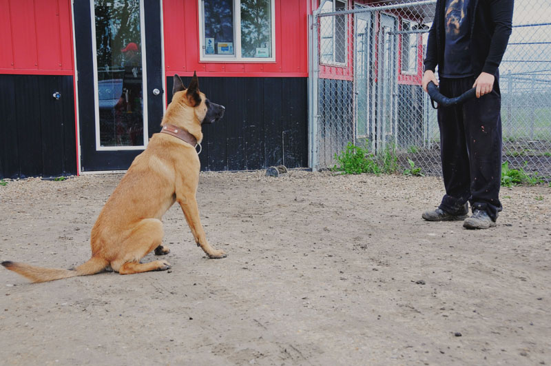 Belgian Malinois with bite toy at 780. Belgian Malinois with bite toy at 780.