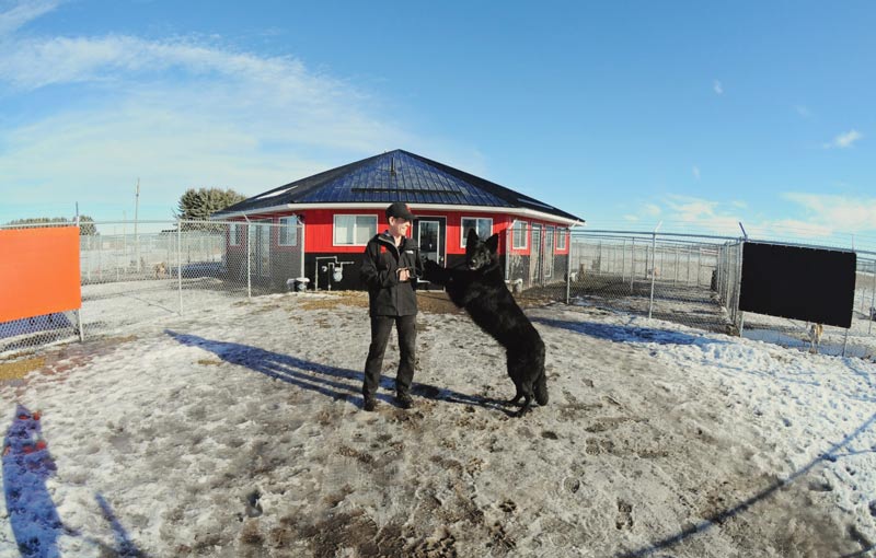 Black Shepherd jumping up on kennel attendant. Black Shepherd jumping up on kennel attendant.
