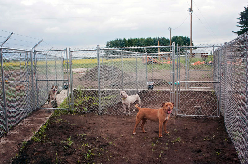 Boarding dogs in their outdoor exercise runs. Boarding dogs in their outdoor exercise runs.