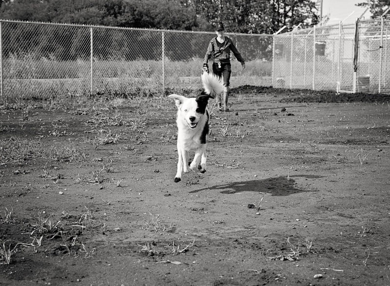 Border Collie cross running in dog park with caregiver. Border Collie cross running in dog park with caregiver.