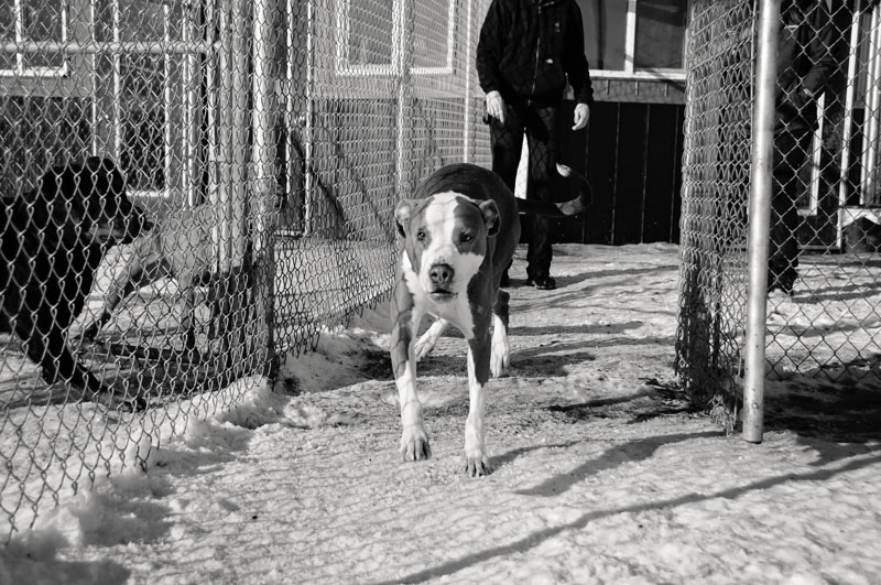 Exercise time for American Staffordshire at 780. Exercise time for American Staffordshire at 780.