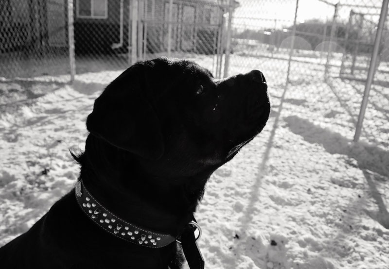 German Rottweiler profile headshot at 780. German Rottweiler profile headshot at 780.