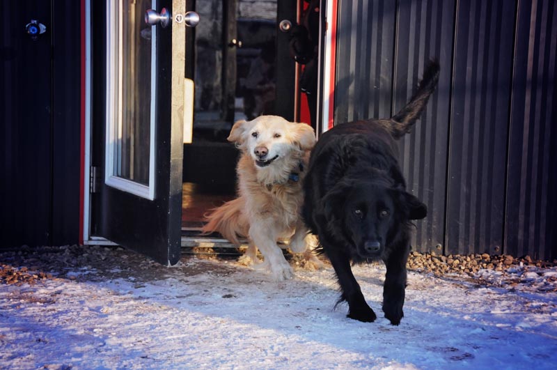 Golden Retriever & Black Lab being picked-up at 780. Golden Retriever & Black Lab being picked-up at 780.