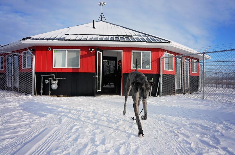 Great Dane running at 780 Kennels in winter. Great Dane running at 780 Kennels in winter.
