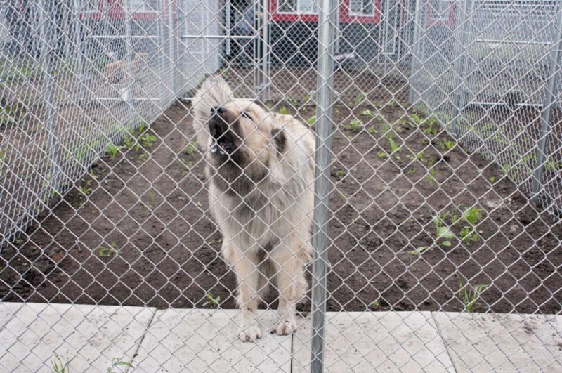 Large breed dog boarding at 780. Large breed dog boarding at 780.