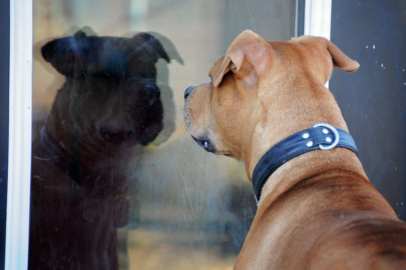 Rescue canine guest admiring his reflection in the window. Rescue canine guest admiring his reflection in the window.