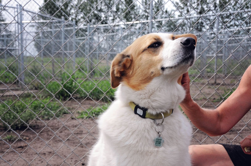 Rescue dog being groomed by staff. Rescue dog being groomed by staff.