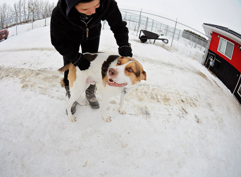 Rescue dog getting scratches from 780 staff. Rescue dog getting scratches from 780 staff.