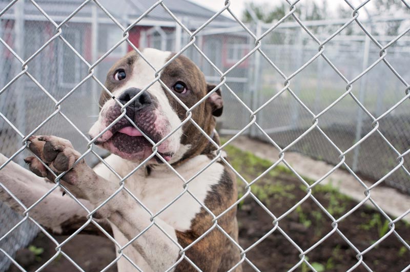 Rescue Pit Bull standing on hind-leg for pets. Rescue Pit Bull standing on hind-leg for pets.