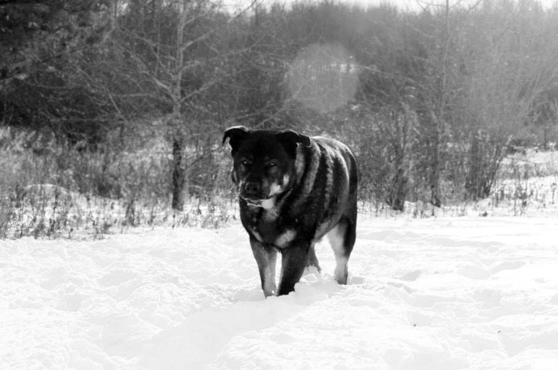 Rottweiler mix rescue dog during the winter. Rottweiler mix rescue dog during the winter.