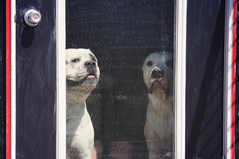 Two American Bulldogs boarding at 780. Two American Bulldogs boarding at 780.